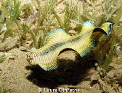 Banded sole undulating over seagrass at night by Laura Dinraths 